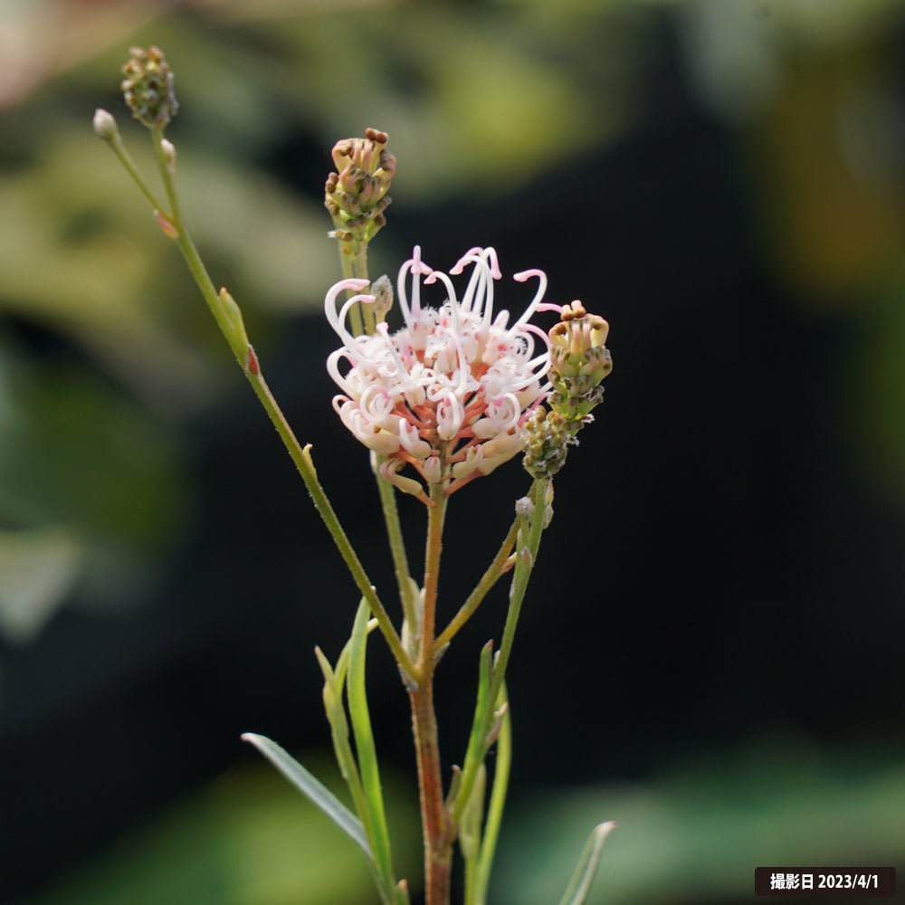 グレビレア エンドリチェリアナの販売 苗木部 By 花ひろばオンライン