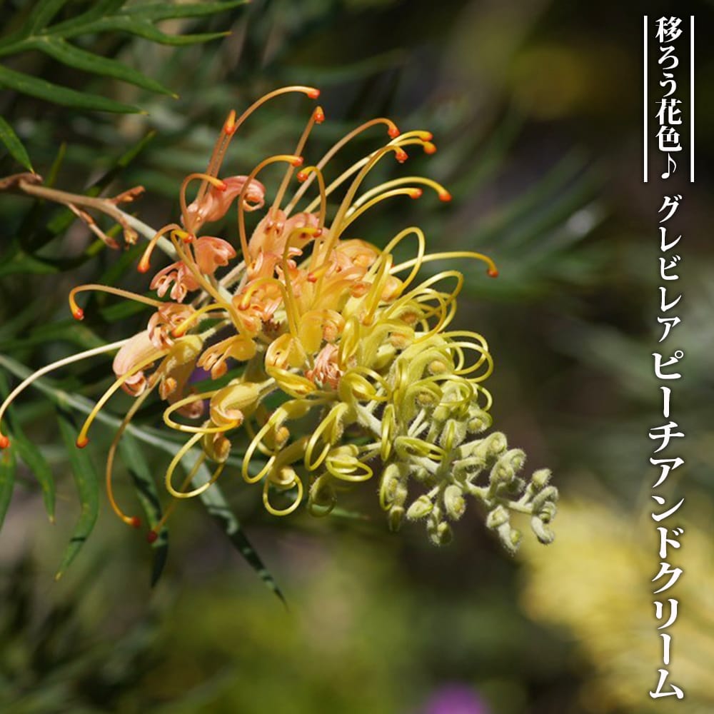 グレビレア ピーチアンドクリームの通販 おすすめ 苗木部 By 花ひろば