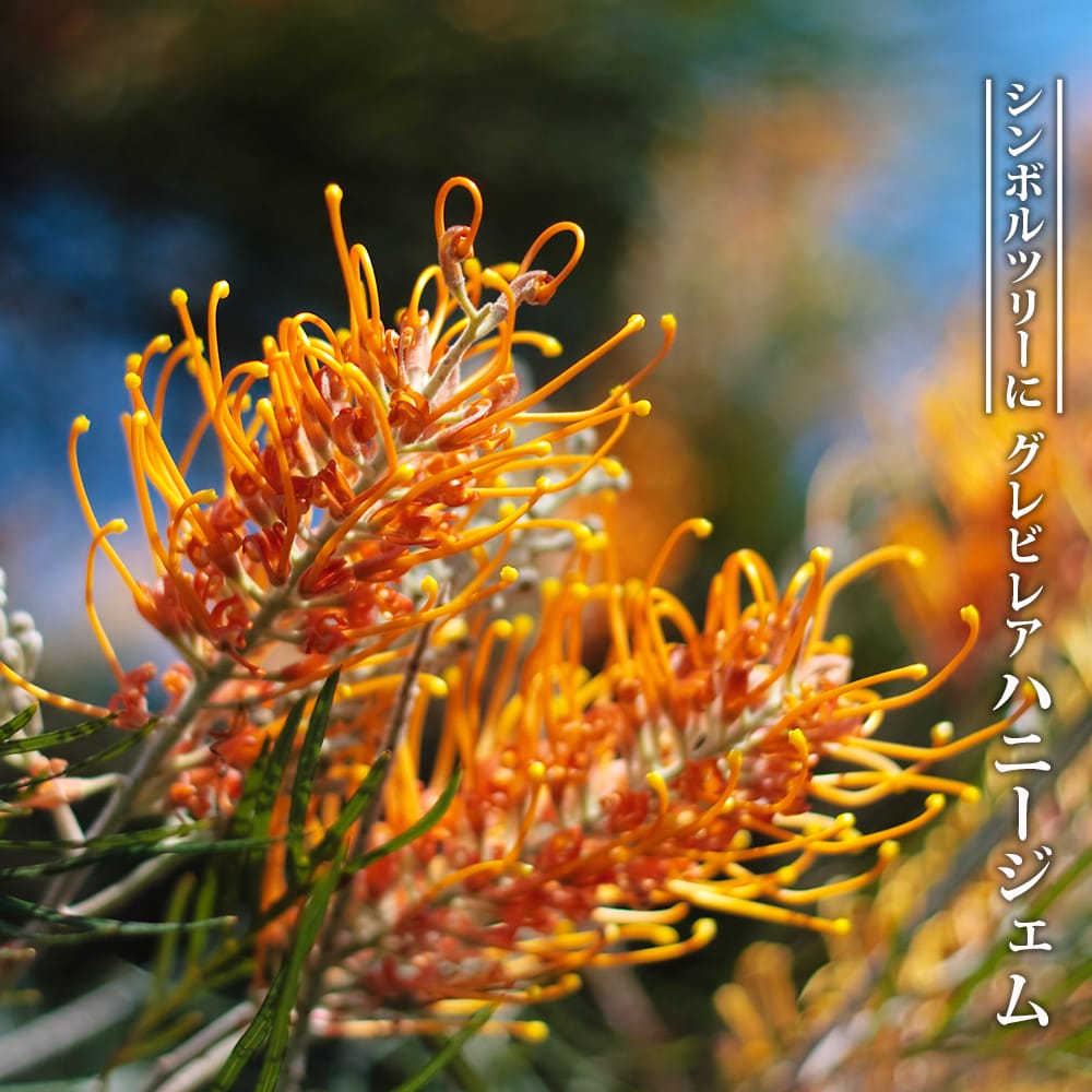 グレビレア ハニージェムの通販 苗木部 By 花ひろばオンライン