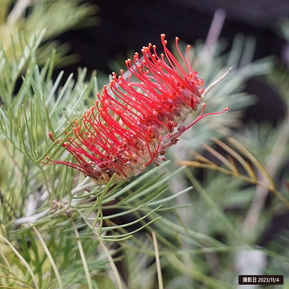 グレビレア キングスファイアの通販 苗木部 By 花ひろばオンライン