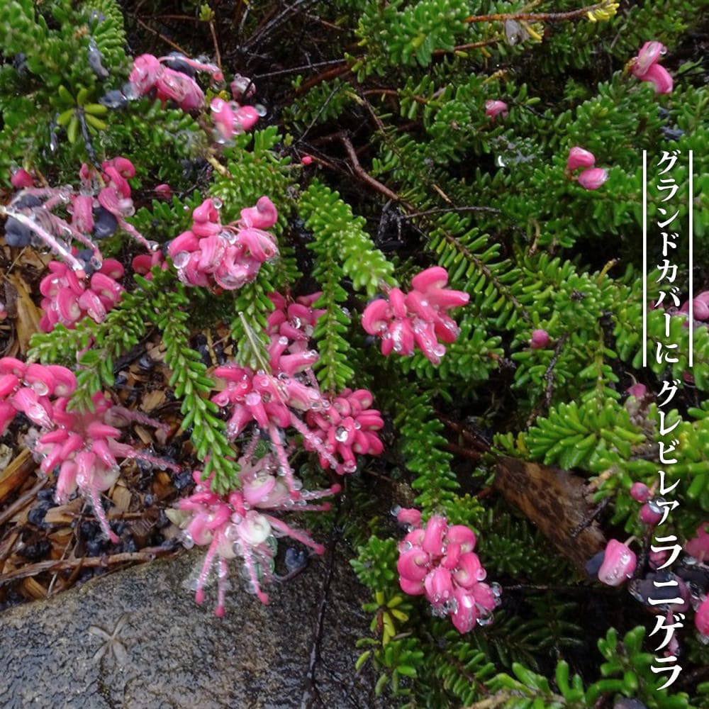 グレビレア ラニゲラの通販 苗木部 By 花ひろばオンライン