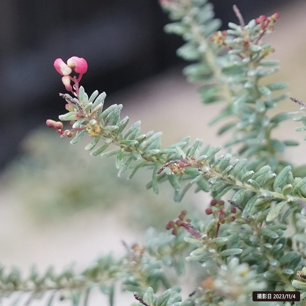 グレビレア ラニゲラの通販 苗木部 By 花ひろばオンライン