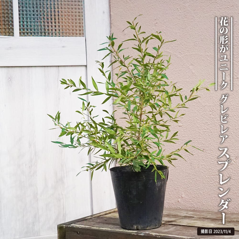 グレビレア スプレンダー 