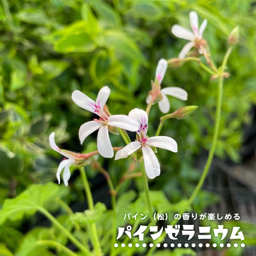 ゼラニウム パインゼラニウム 