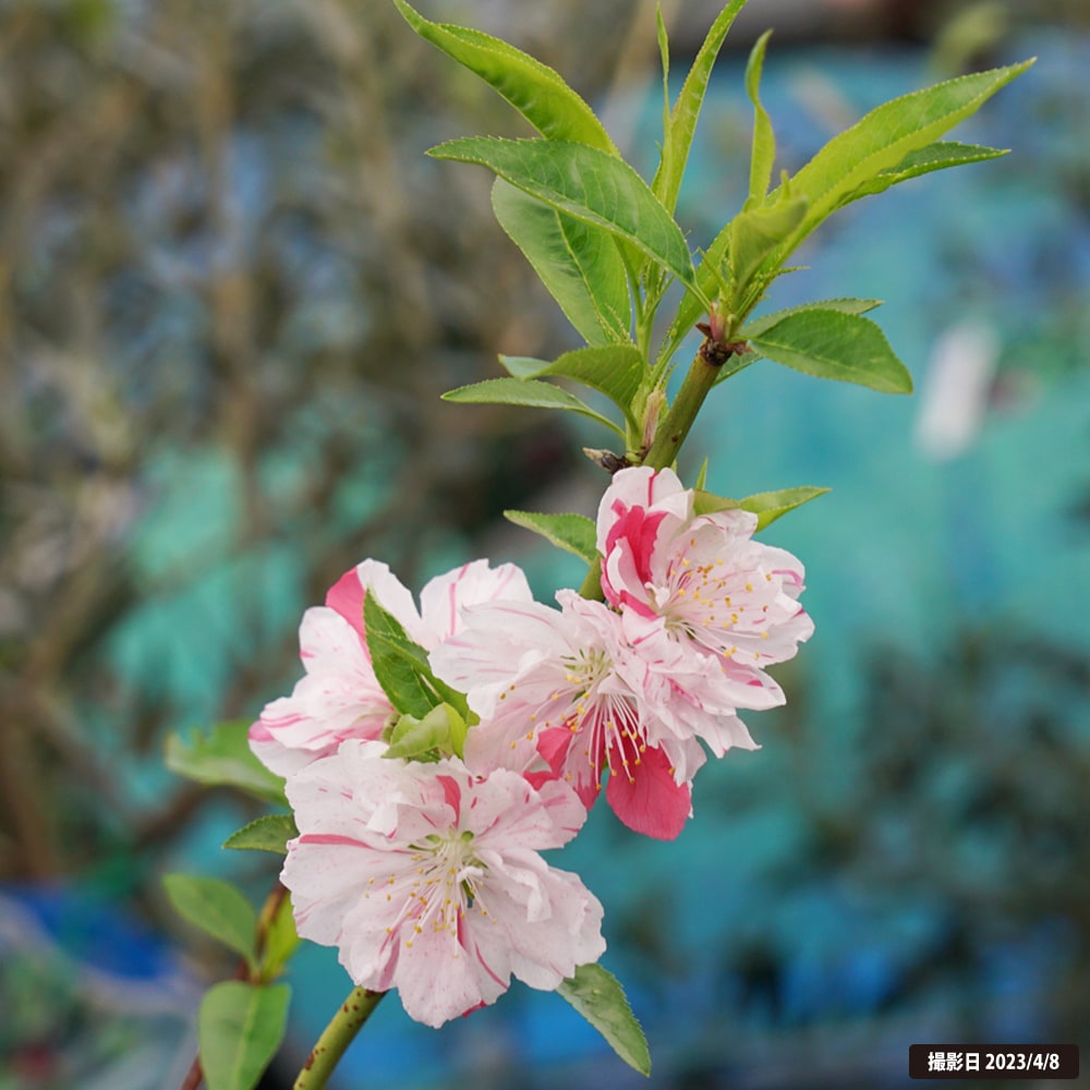 ハナモモ 源平 2