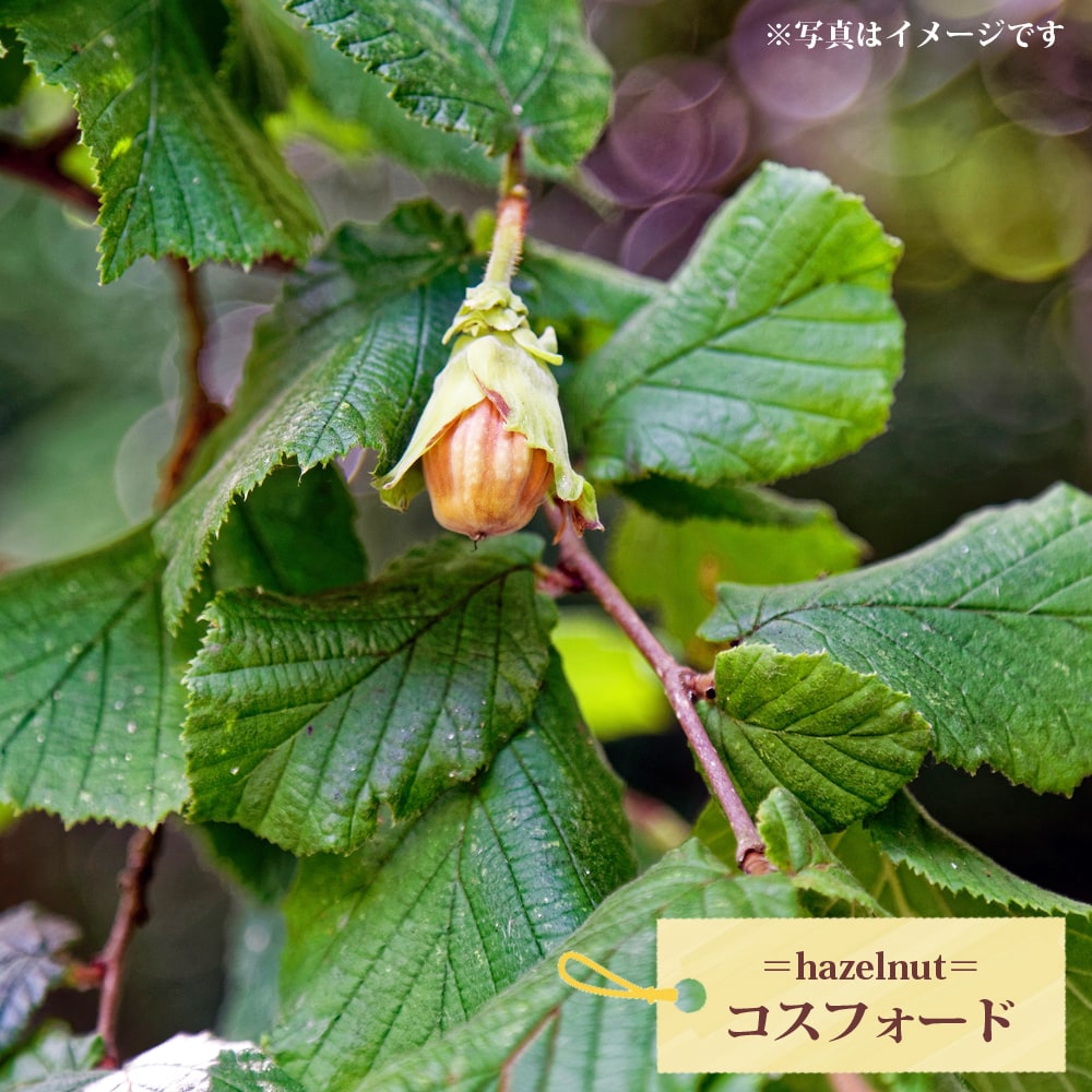 ヘーゼルナッツ コスフォード 