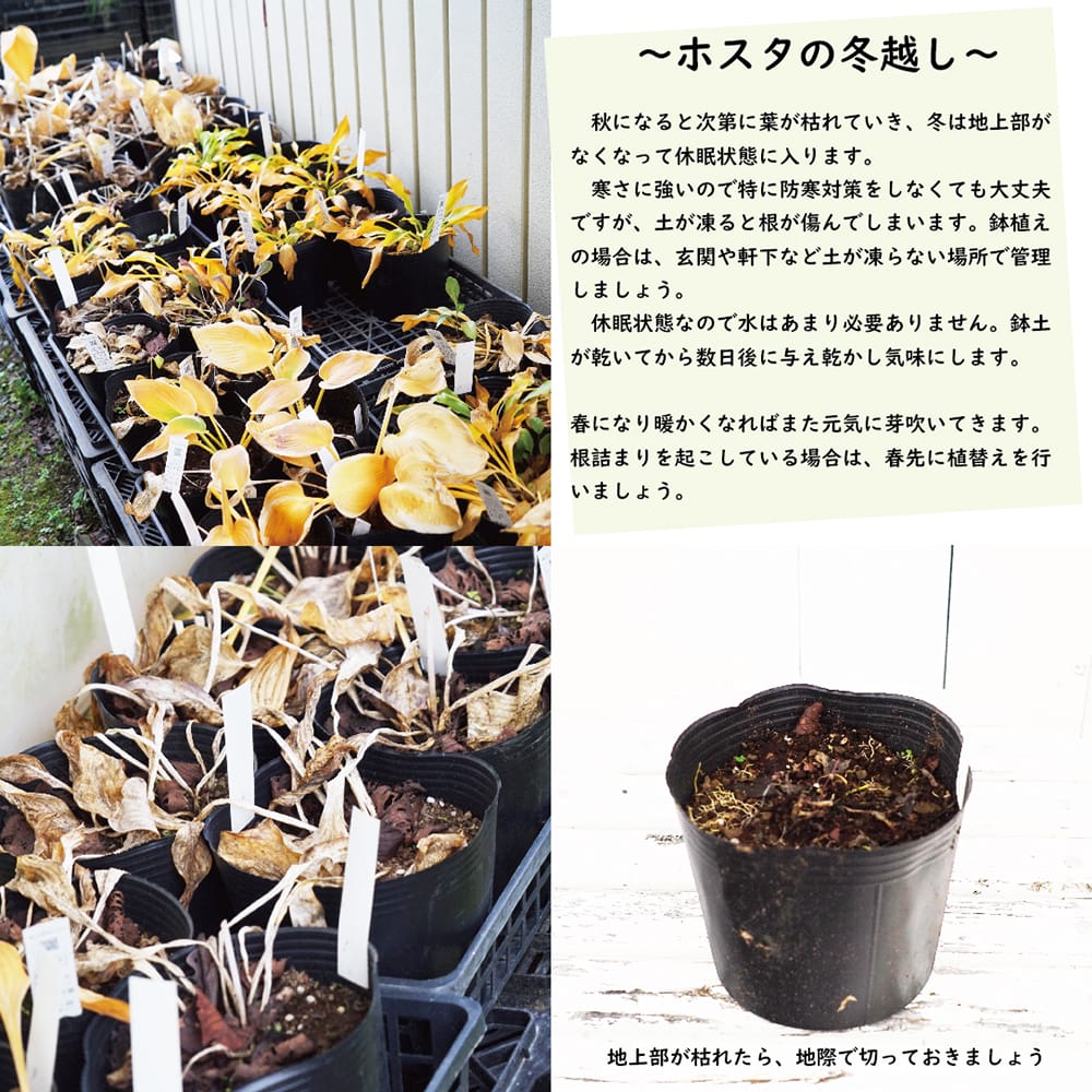 ホスタ ビクトリー 苗 販売 苗木部 By 花ひろばオンライン