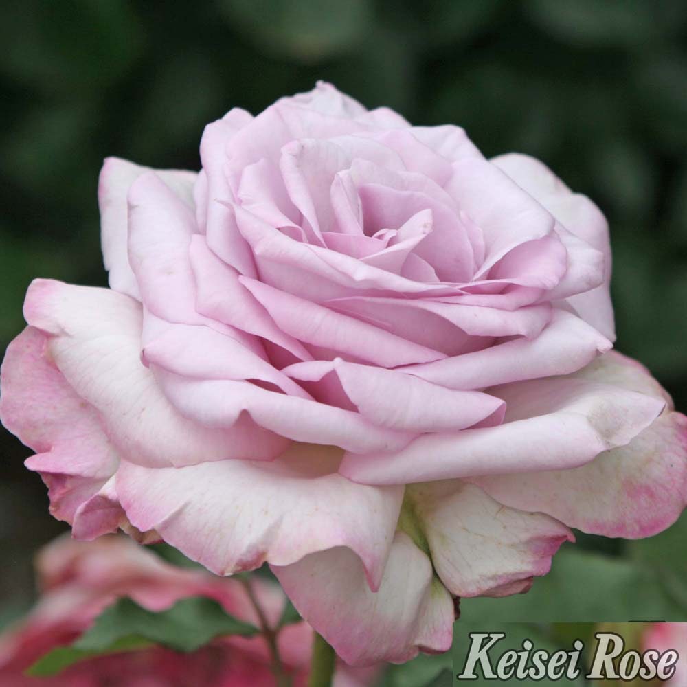 バラ ライラックビューティー 2