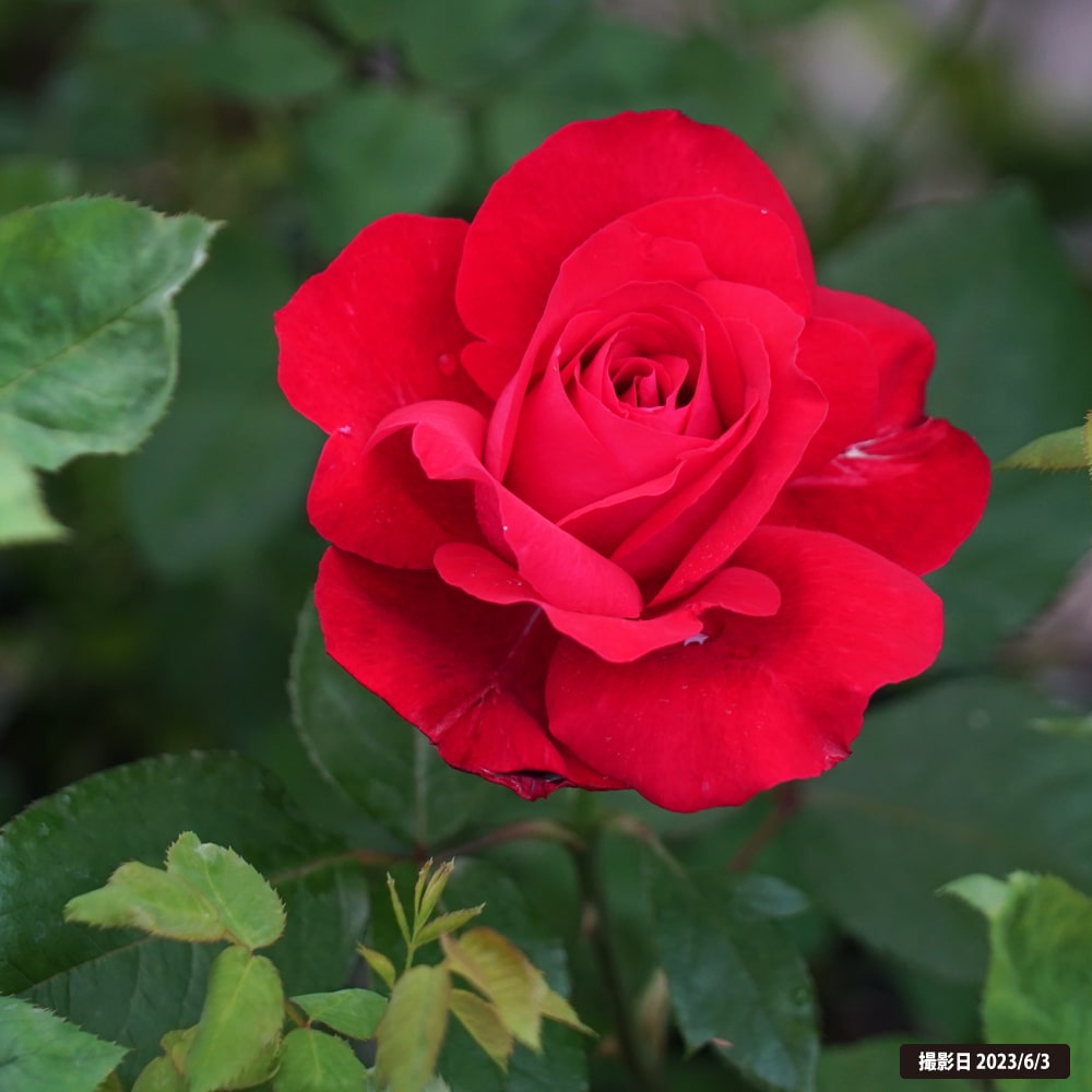 バラ アレックスレッド 2