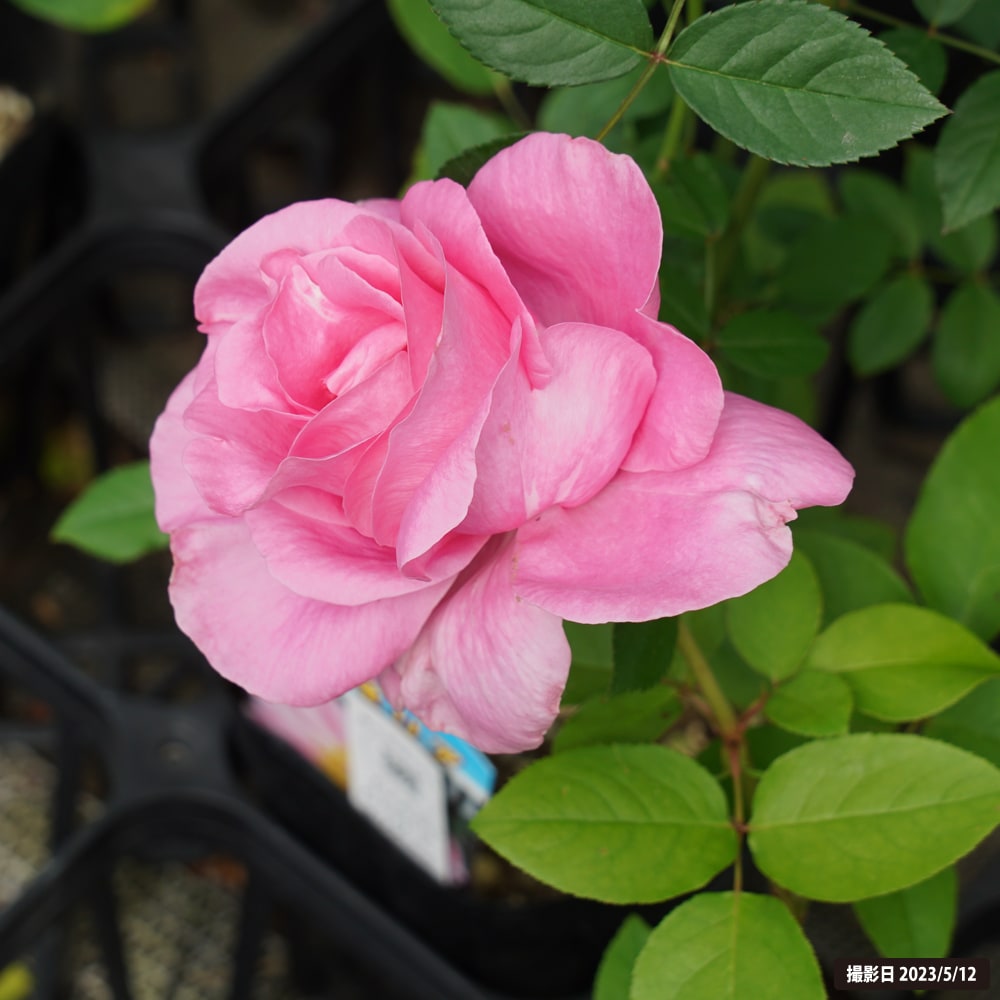 バラ ザマッカートニーローズ 1