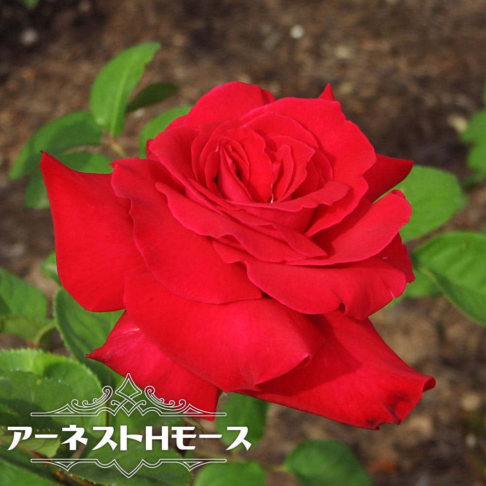 バラ アーネストHモース 