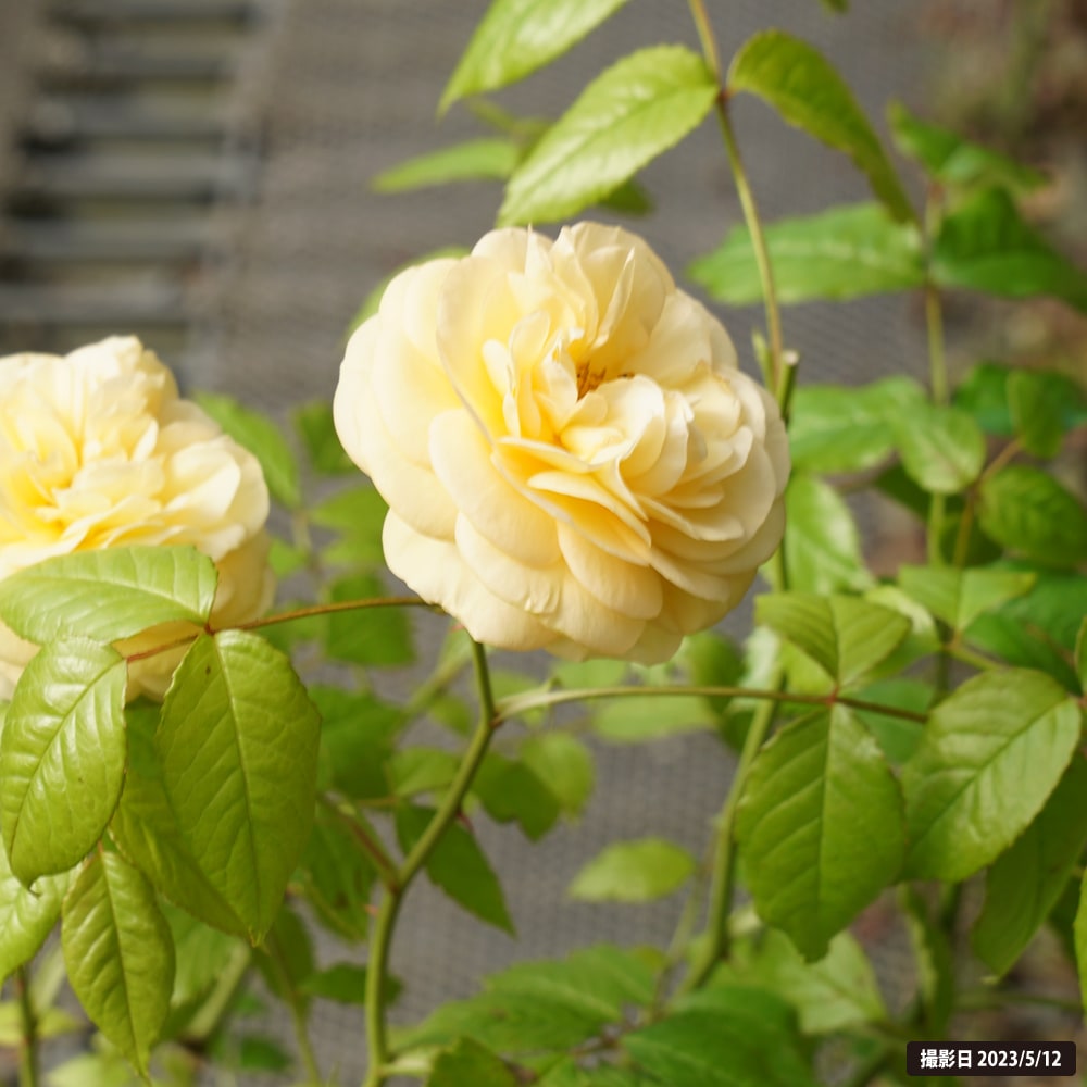 バラ ティップントップ 3