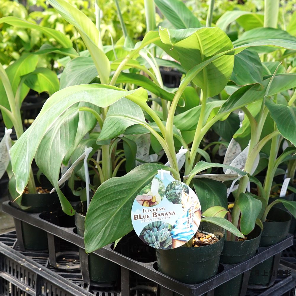 アイスクリームブルーバナナ 苗 販売 苗木部 By 花ひろばオンライン