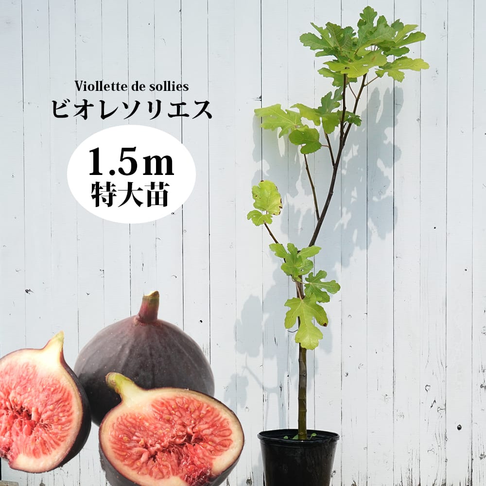 イチジク ビオレソリエス 1