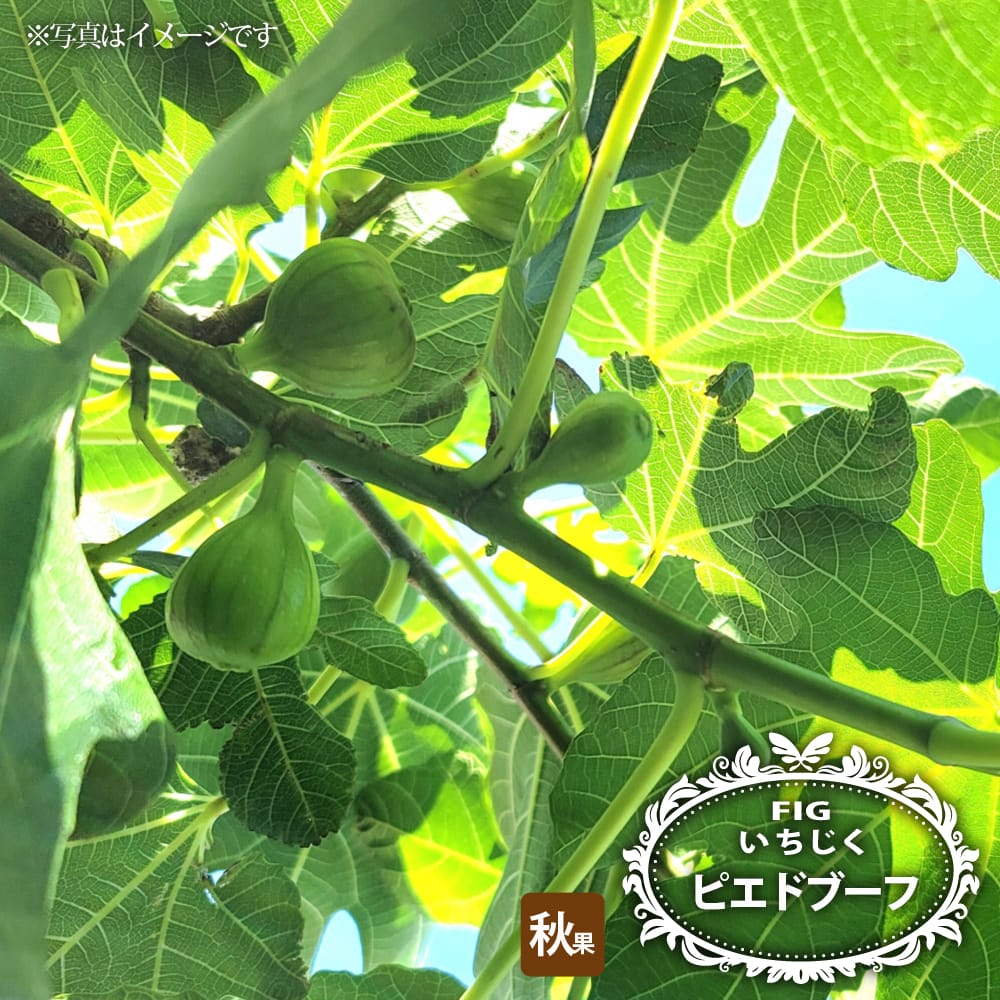 イチジク ピエドブーフ 