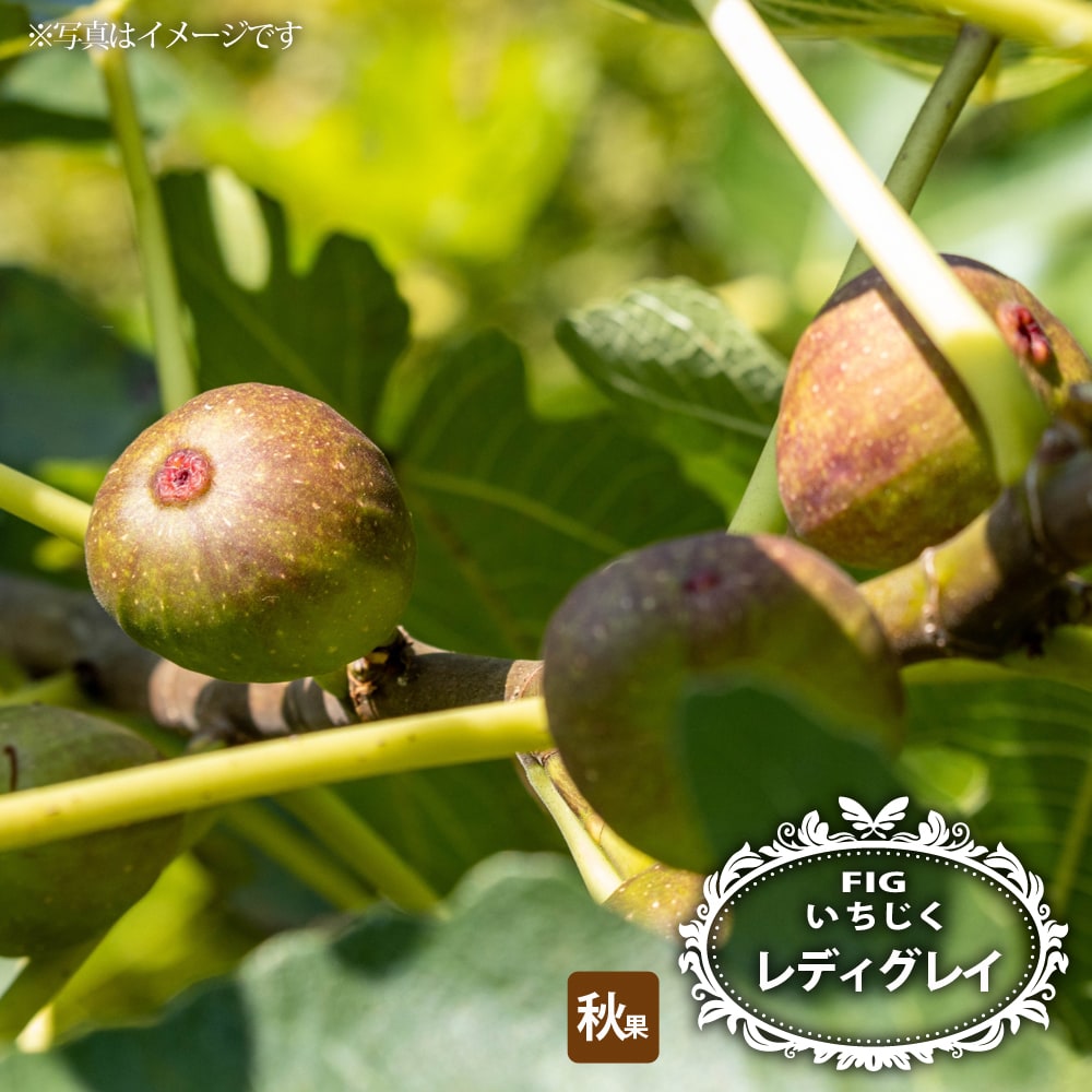 イチジク レディグレイ 