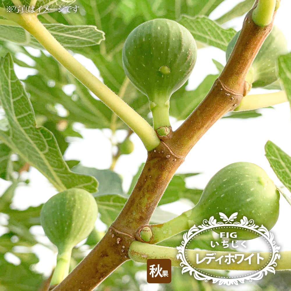 イチジク レディホワイト 