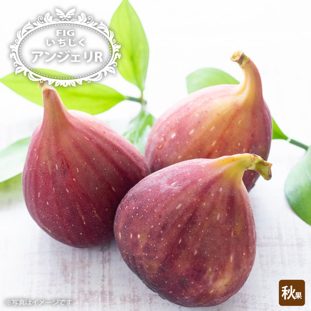 イチジク アンジェリR 