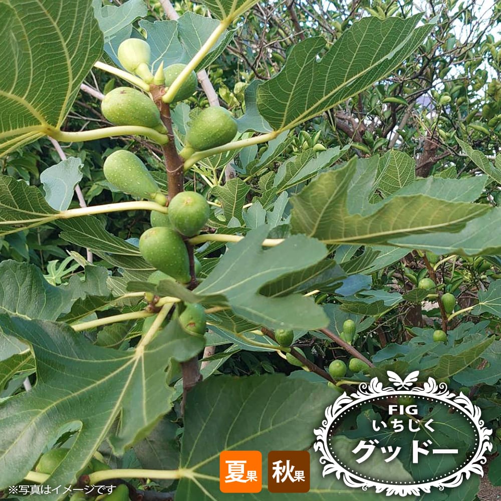 イチジク グッドー 