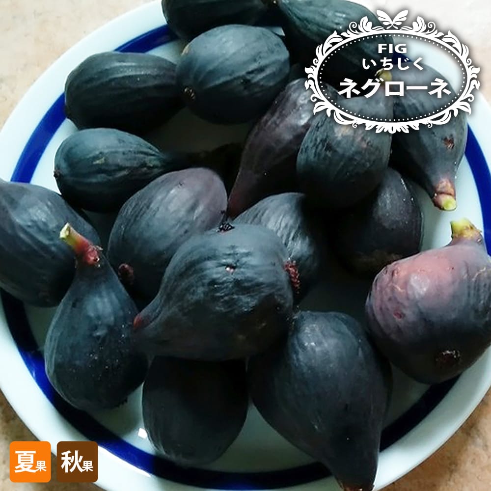 イチジク 夏秋兼用種 ネグローネの通販 苗木部 By 花ひろばオンライン