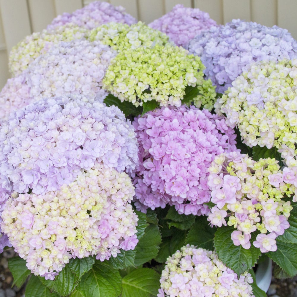 アジサイ テマリテマリ 2