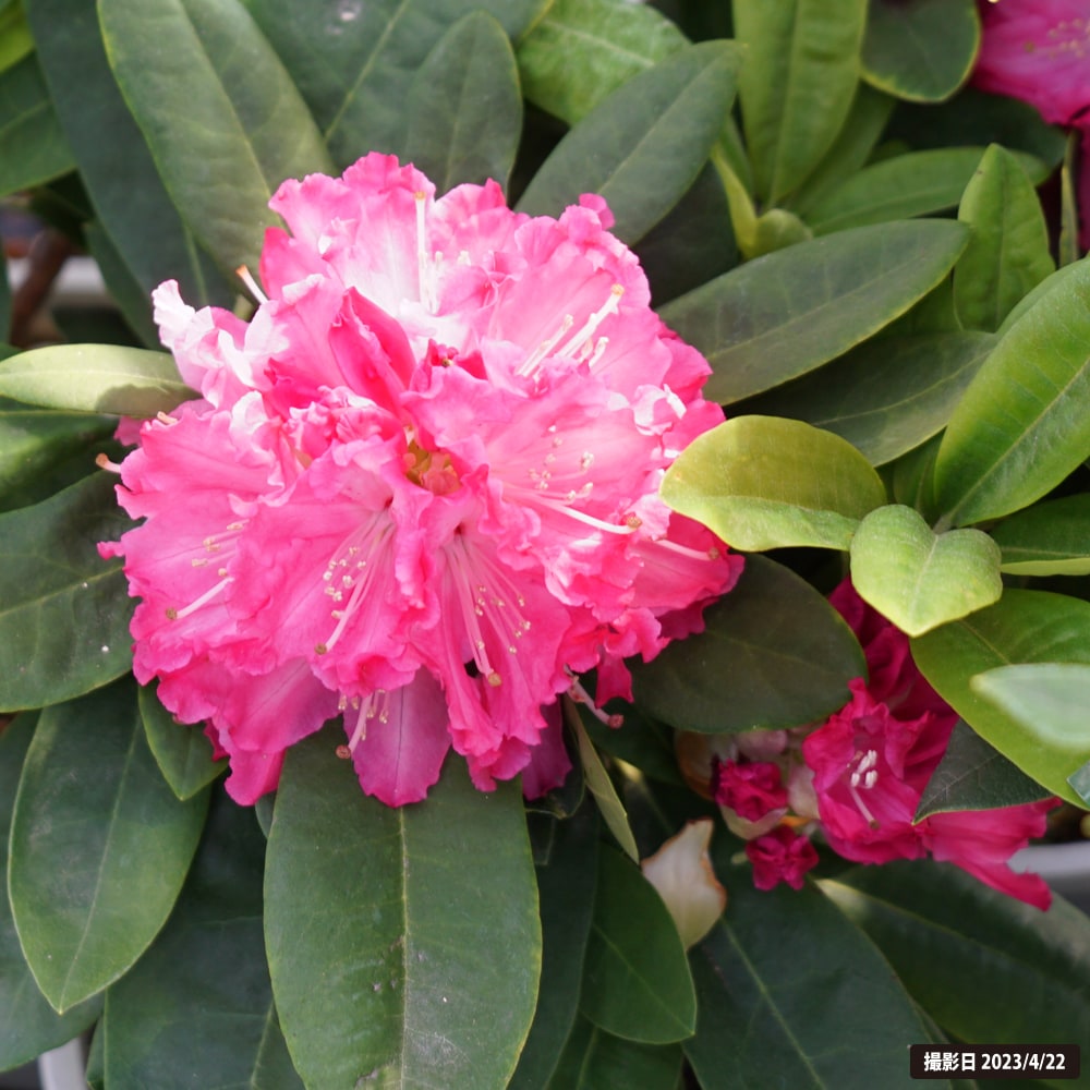 シャクナゲ ほほえみ 2