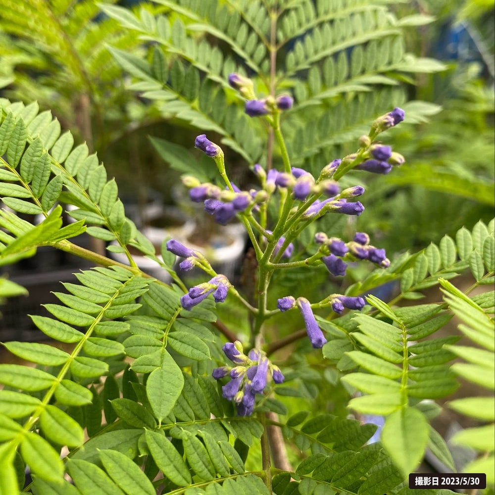 ジャカランダ ブルーブロッサムビューイング 2