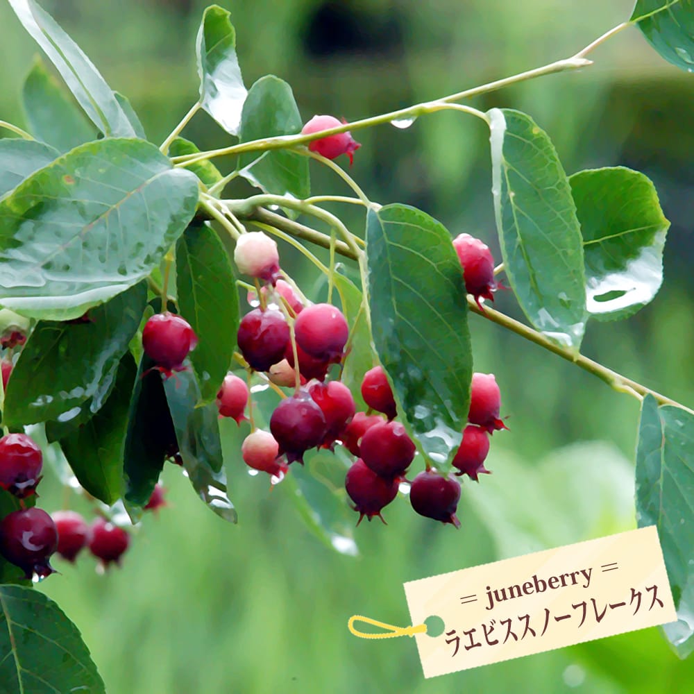 ジューンベリー ラエビススノーフレークス 