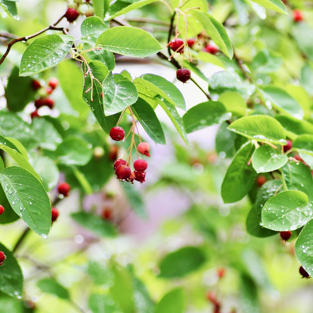 ジューンベリー 実生 1