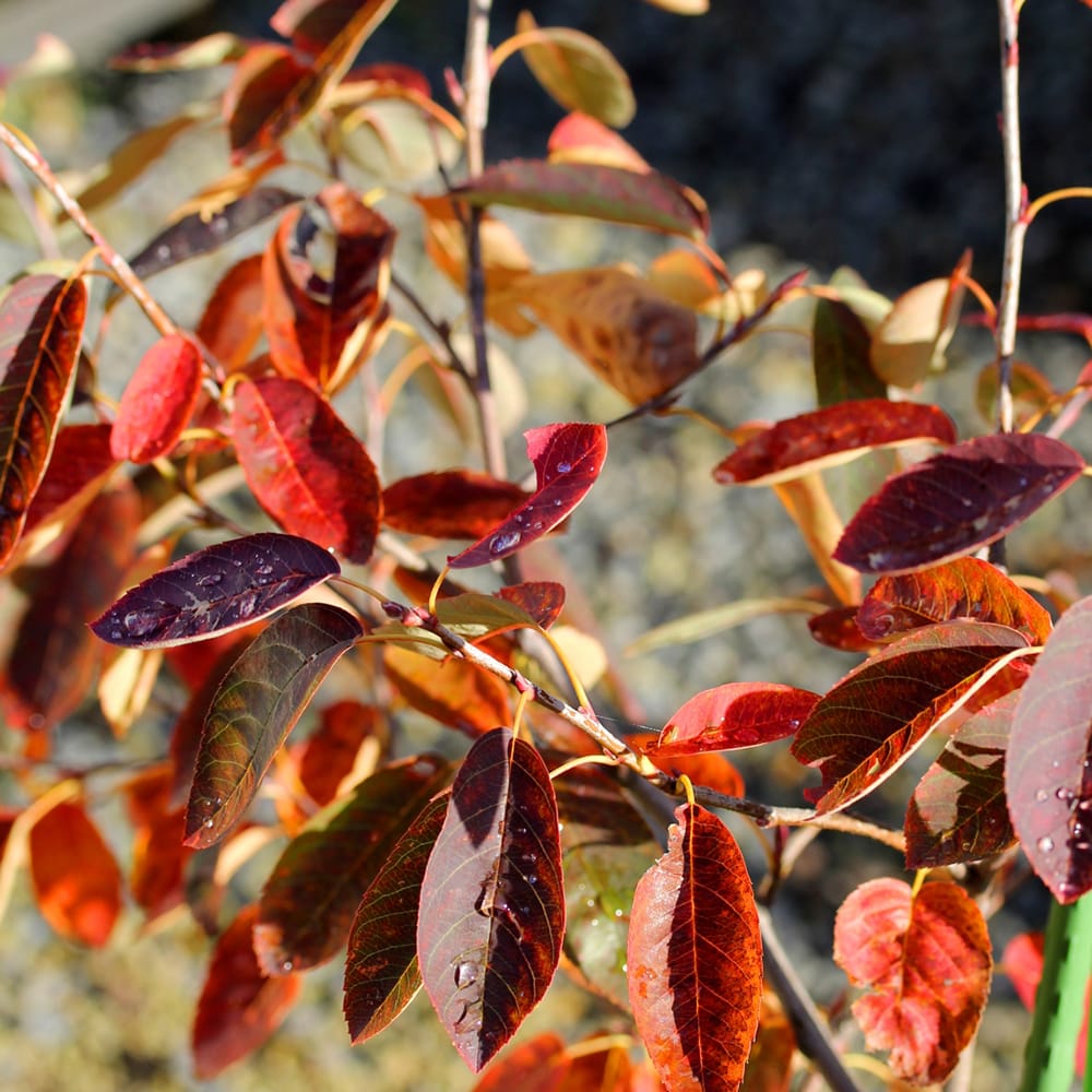 ジューンベリー 実生 2