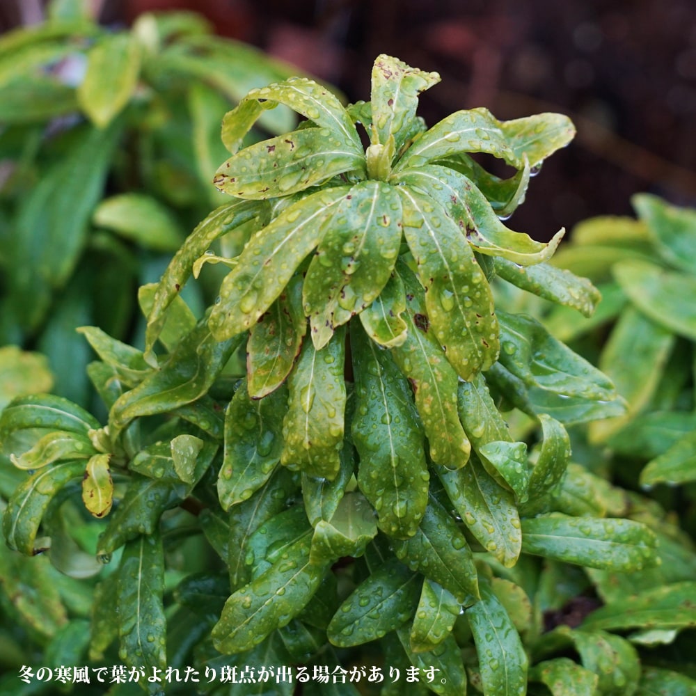 ジンチョウゲの冬の葉