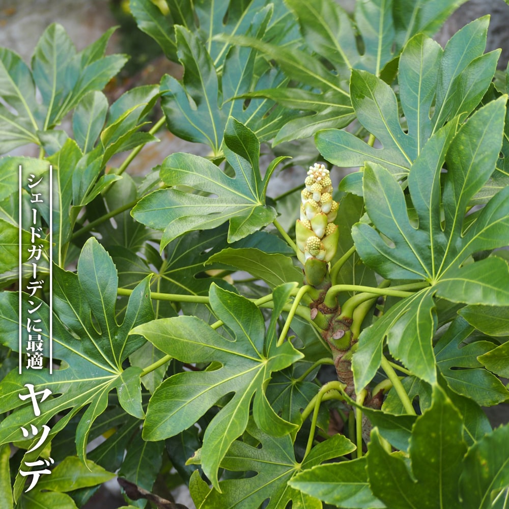 ヤツデ スパイダー 