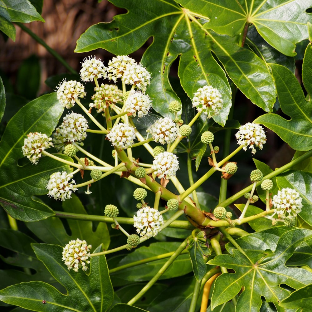 ヤツデ スパイダー 1