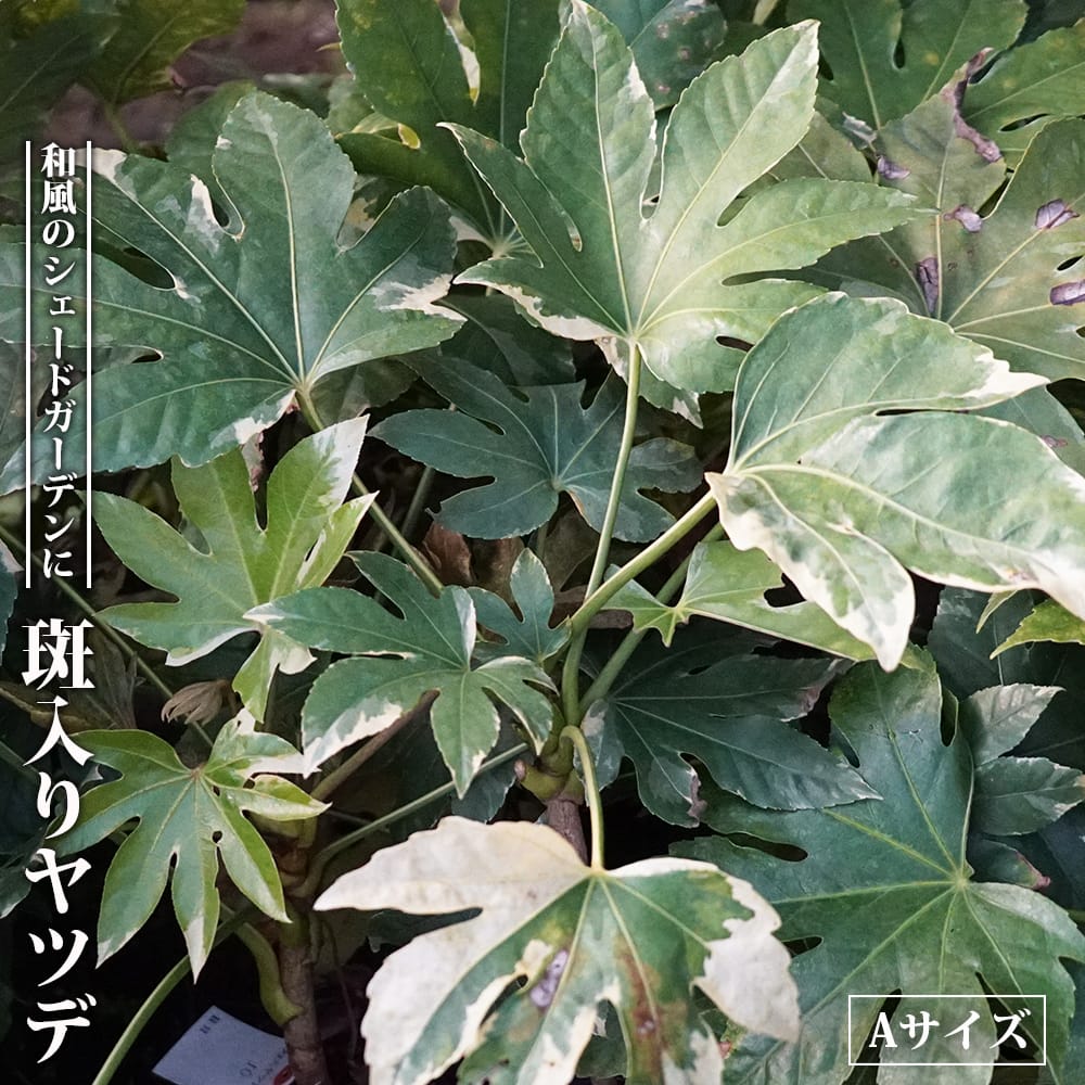 ヤツデ 斑入り 