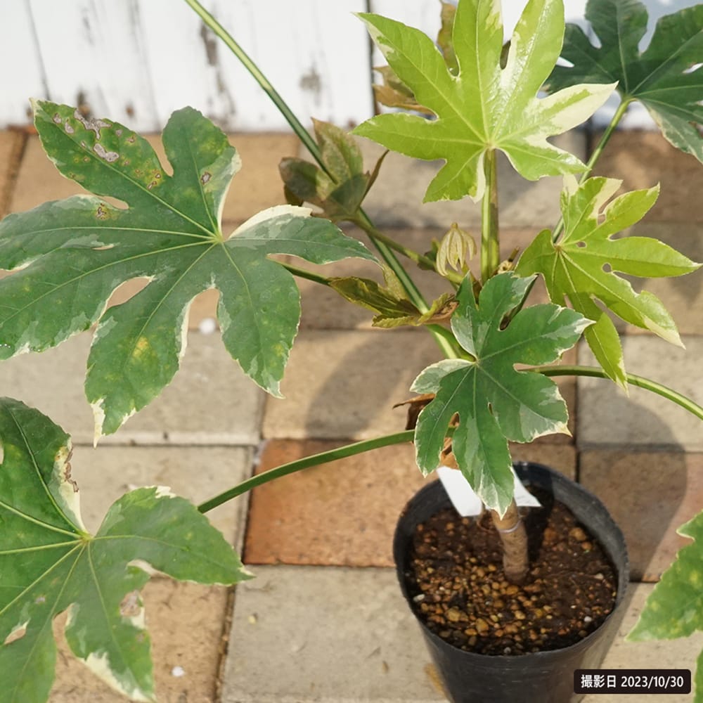 ヤツデ 斑入り 1