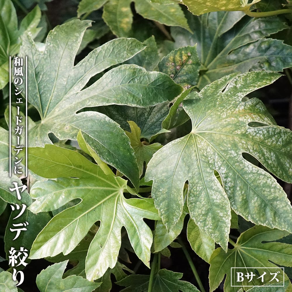 ヤツデ 絞り 