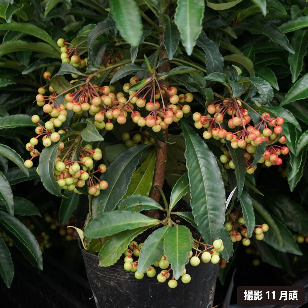 マンリョウ 赤実 2