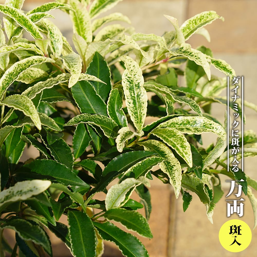 マンリョウ 斑入り 