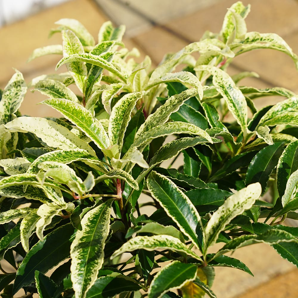 マンリョウ 斑入り 1