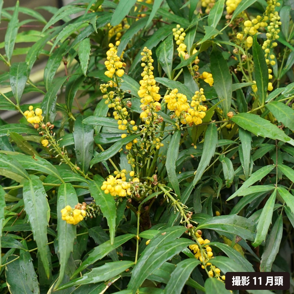 細葉ヒイラギナンテン コンフューサー 