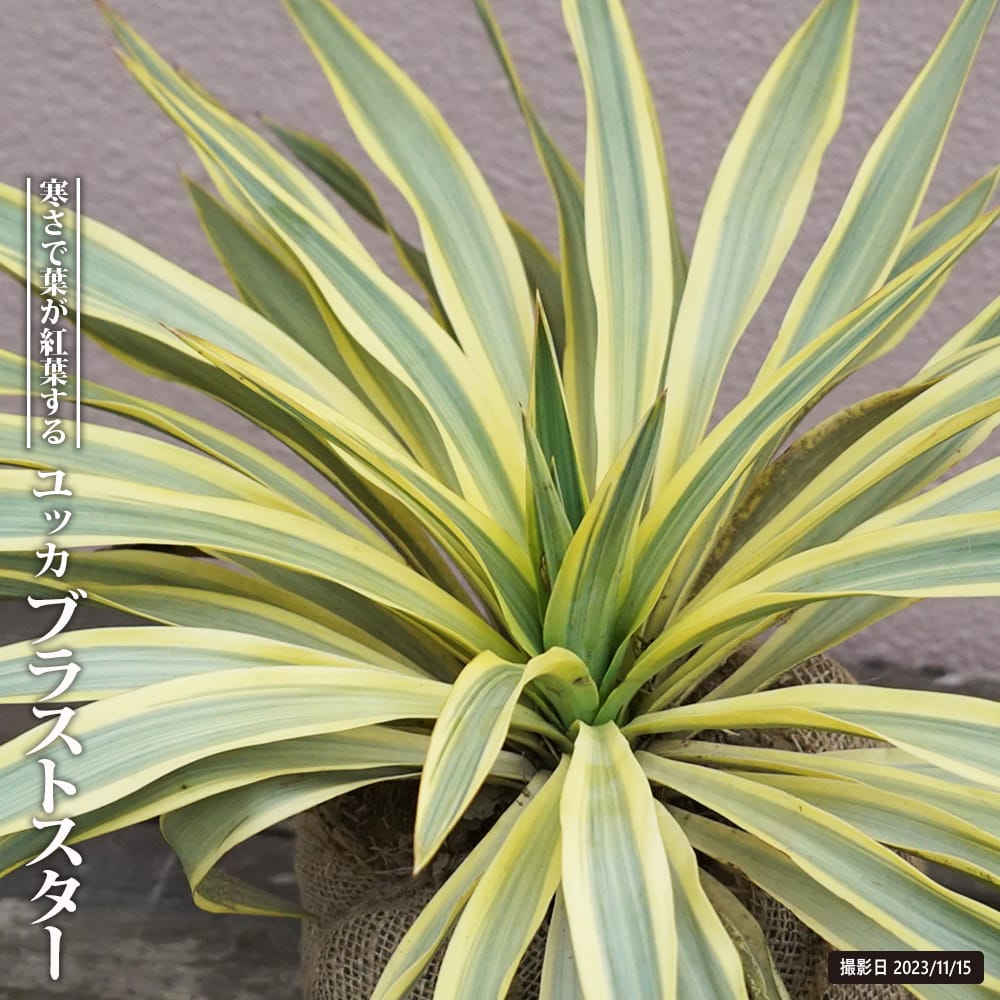 ユッカ ブラストスター 