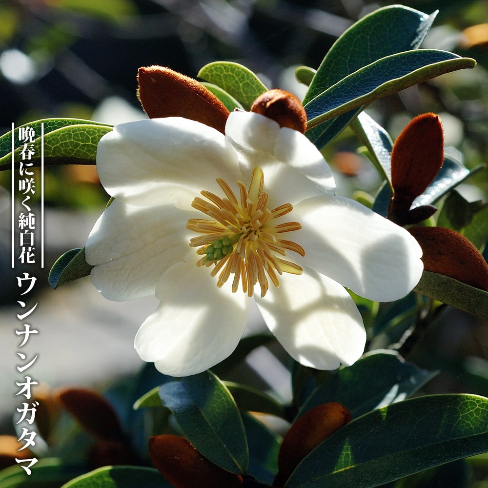 ウンナンオガタマ ウンナンオガタマ 