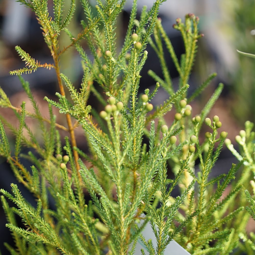 バーセリア ケープグリーン 1