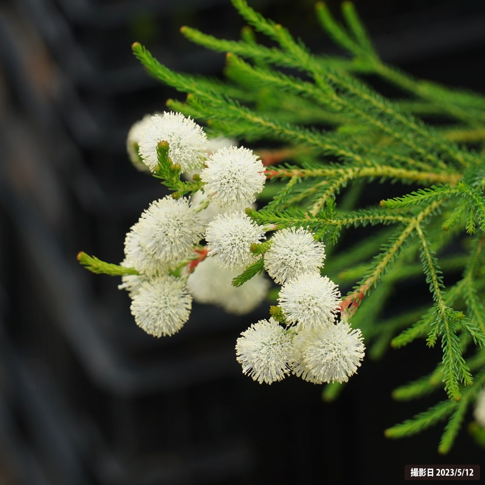 バーセリア ケープグリーン 2