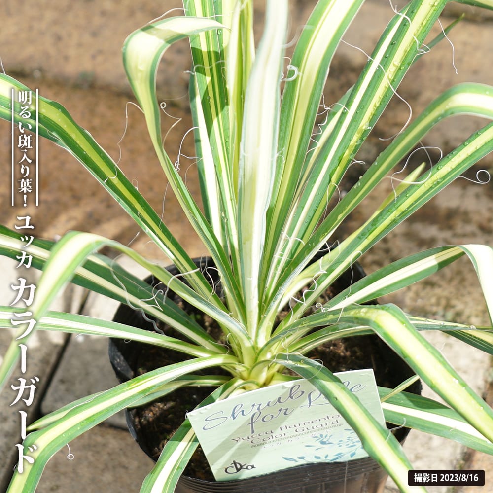 ユッカ フィラメントーザ カラーガードの通販 苗木部 By 花ひろば