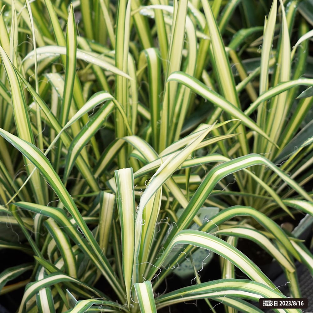 ユッカ カラーガード