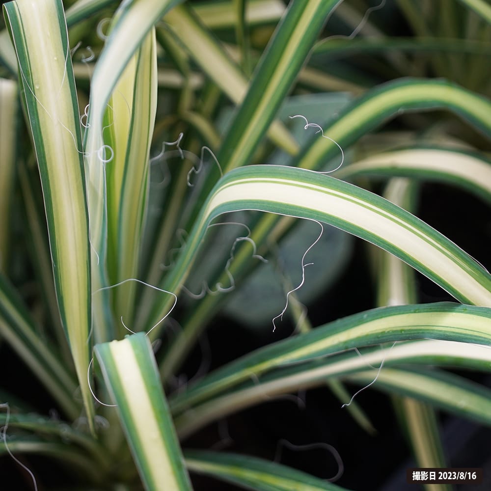 ユッカ カラーガード