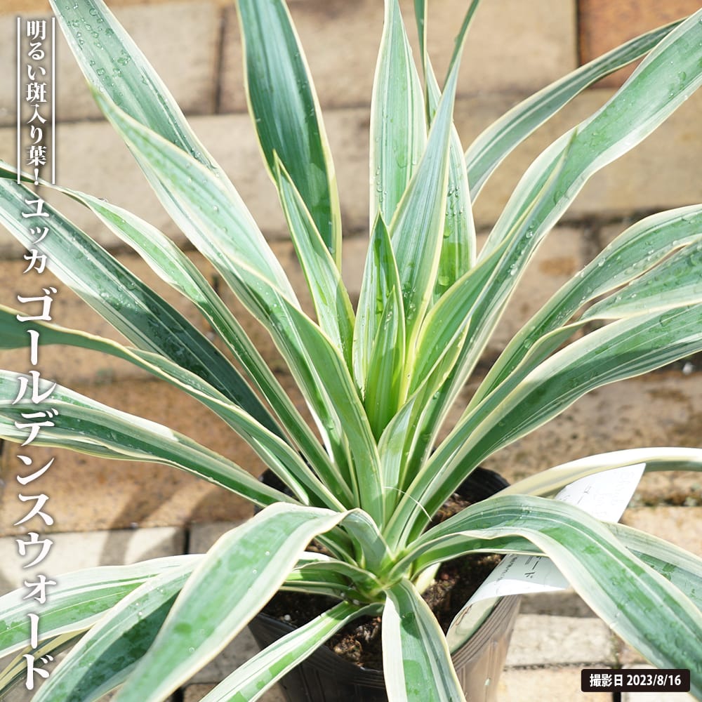 ユッカ ゴールデンスウォード