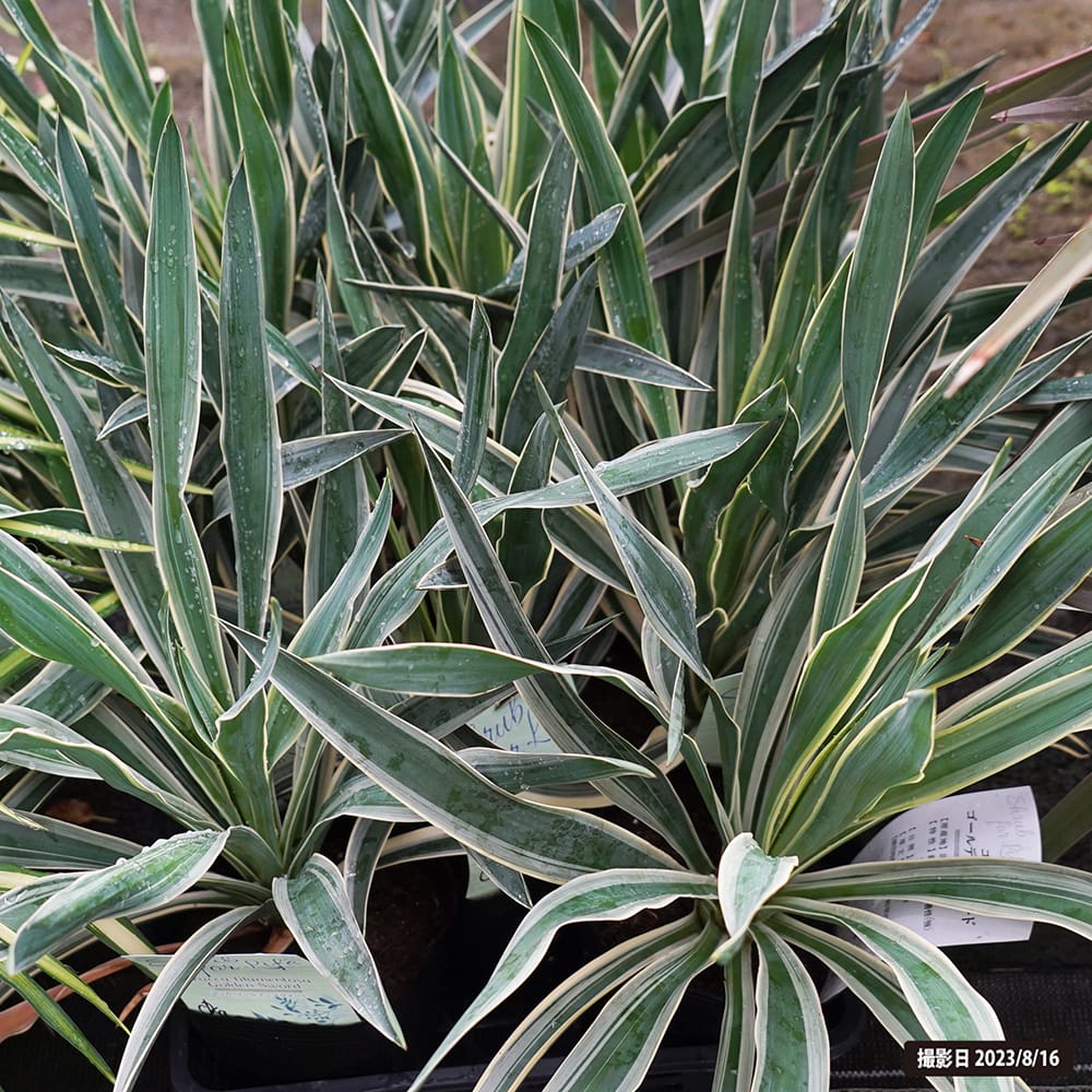 ユッカ ゴールデンスウォード