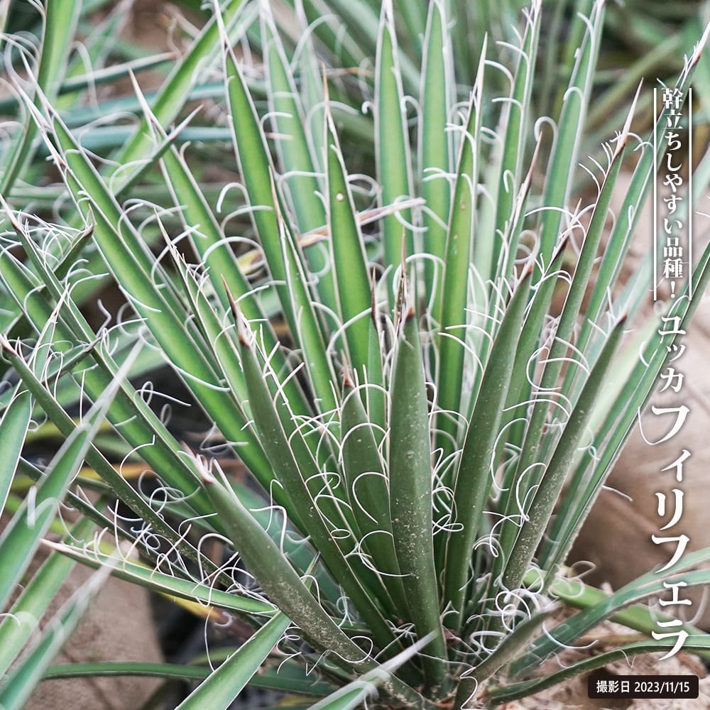 ユッカ フィリフェラ 苗 販売 苗木部 By 花ひろばオンライン